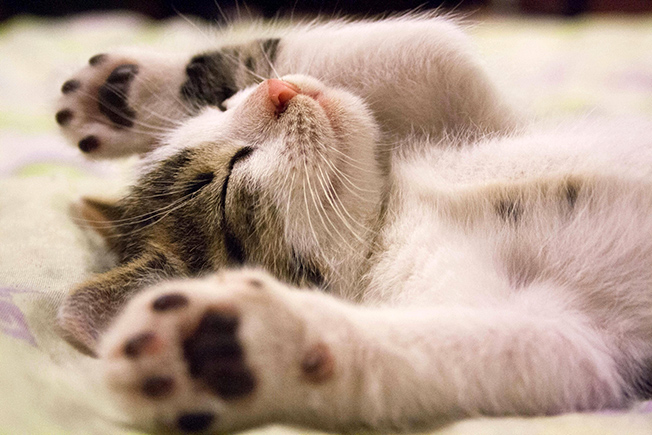 Medicina felina. gatito blanco y gris patas arriba con los ojos cerrados