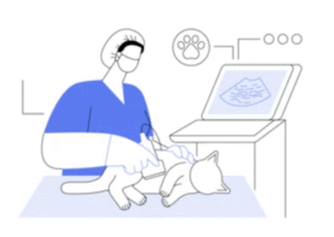 Dibujo ecografía a un gato