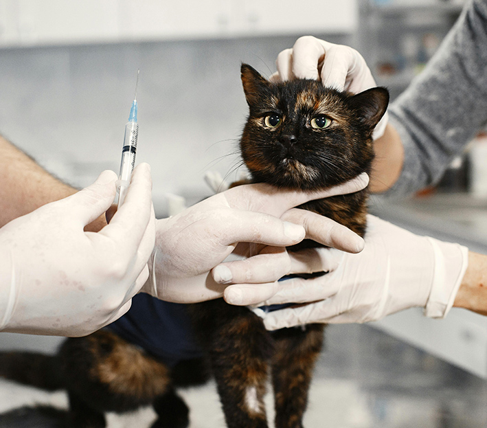 dermatología veterinaria gato negro con mal aspecto y veterinario inyectándole su medicación