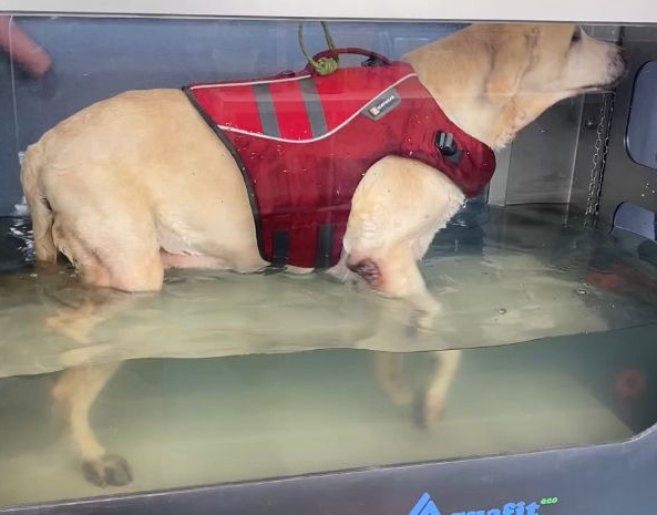 Rehabilitación veterinaria