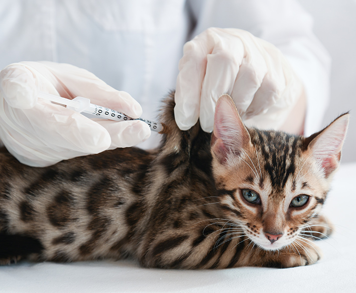 Veterinario vacunando a un gatito atrigrado con ojos verdes