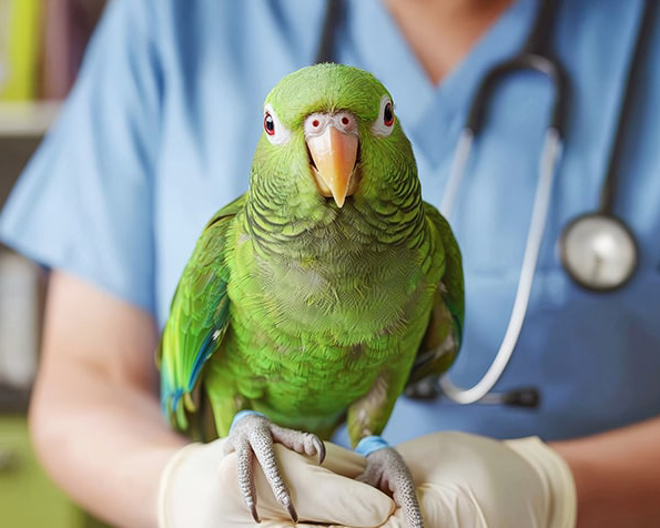 Veterinarios de animales exóticos loro verde en la mano de un veterinario
